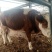 出售西门塔尔牛肉牛牛犊肉牛养殖肉牛价格