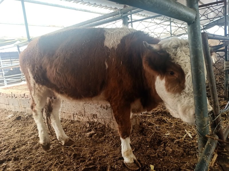 出售西门塔尔牛肉牛牛犊肉牛养殖肉牛价格