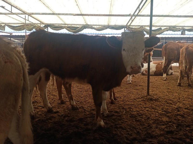 出售西门塔尔牛肉牛牛犊肉牛养殖肉牛价格