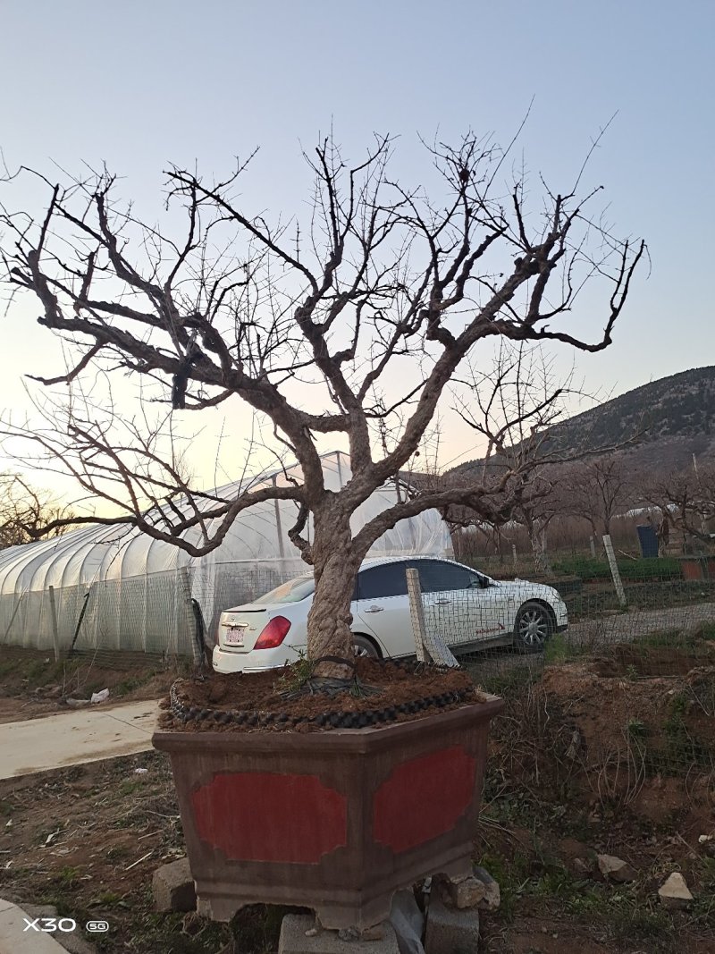 石榴树10_50公分规格全，树形美