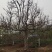 石榴树10_50公分规格全，树形美