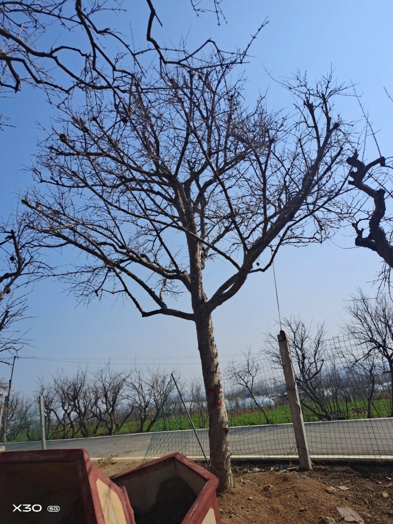 石榴树10_50公分规格全，树形美