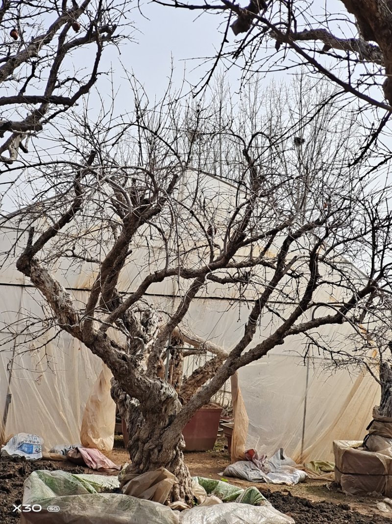 石榴树10_50公分规格全，树形美