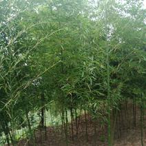 雷竹苗，可以做种苗，可以绿化竹