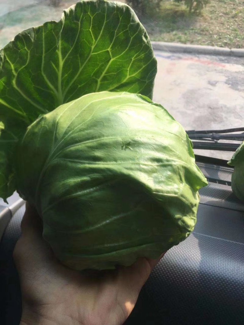 基地绿甘蓝大量上市供应，质量保证，价钱合理