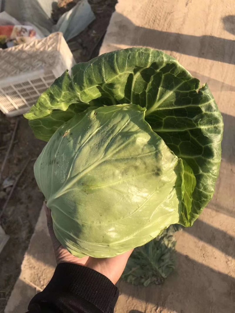 基地绿甘蓝大量上市供应，质量保证，价钱合理