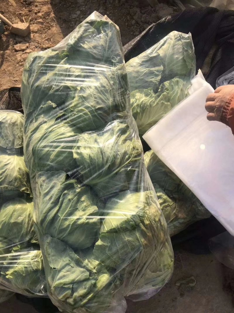 基地绿甘蓝大量上市供应，质量保证，价钱合理
