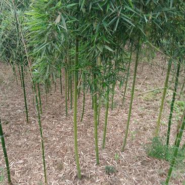 细叶乌头雷竹，可做绿化，可做种苗，笋子好吃口感很好