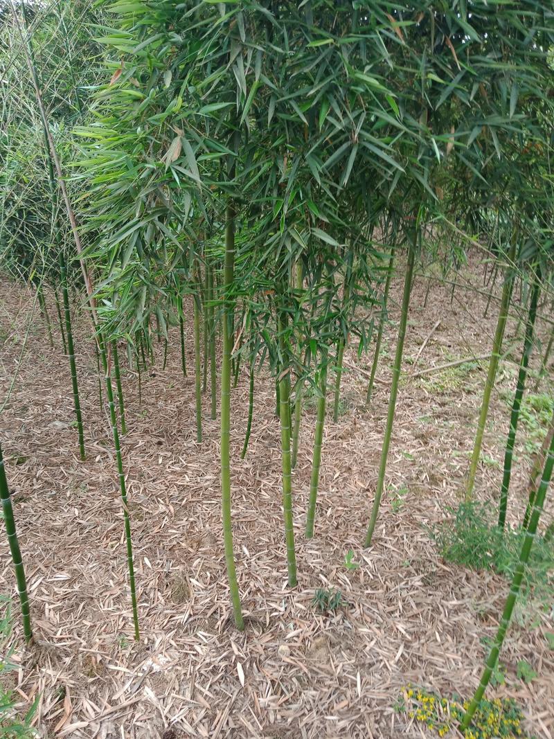 细叶乌头雷竹，可做绿化，可做种苗，笋子好吃口感很好