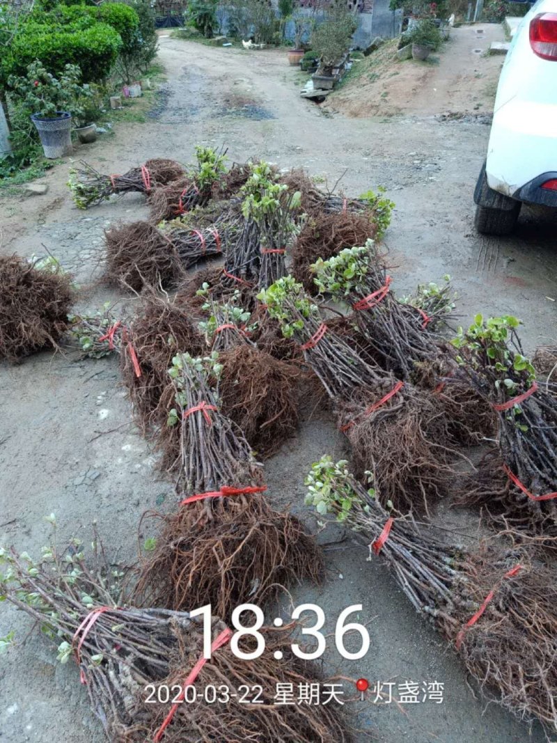 翠玉苗，红阳苗，东红猕猴桃苗/量大从优，保质保量