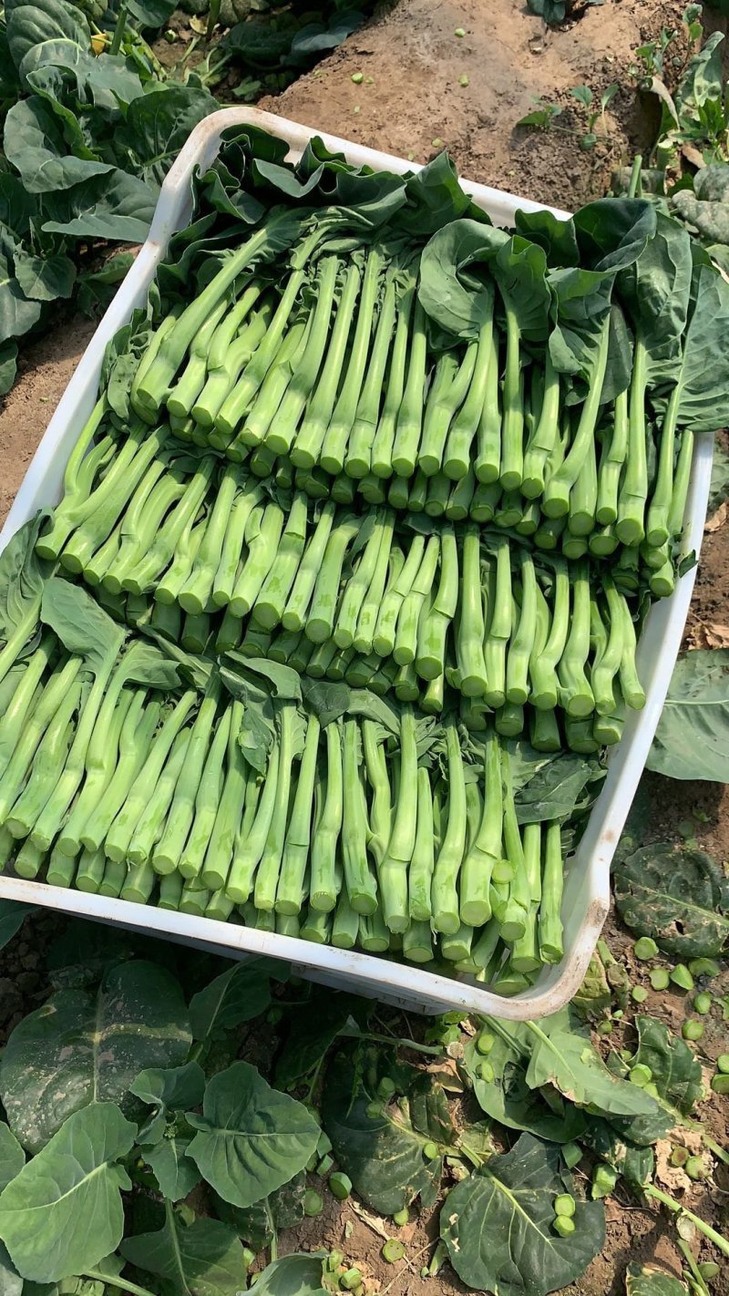 芥兰基地直批10000斤起。有量的欢迎来骚扰
