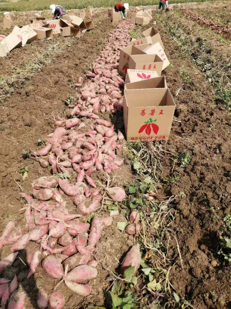精选西瓜红商品货广东潮汕产地直销sss