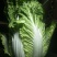 云南【精品大白菜】种植基地直发货源充足量大从优欢迎选购