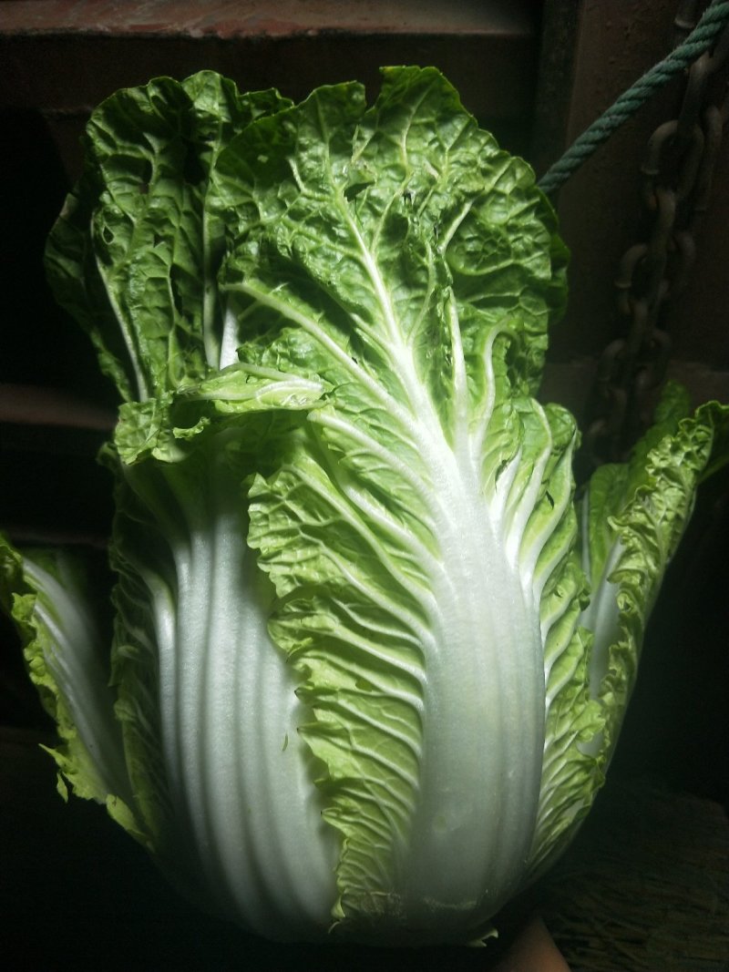 云南【精品大白菜】种植基地直发货源充足量大从优欢迎选购