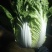 云南【精品大白菜】种植基地直发货源充足量大从优欢迎选购