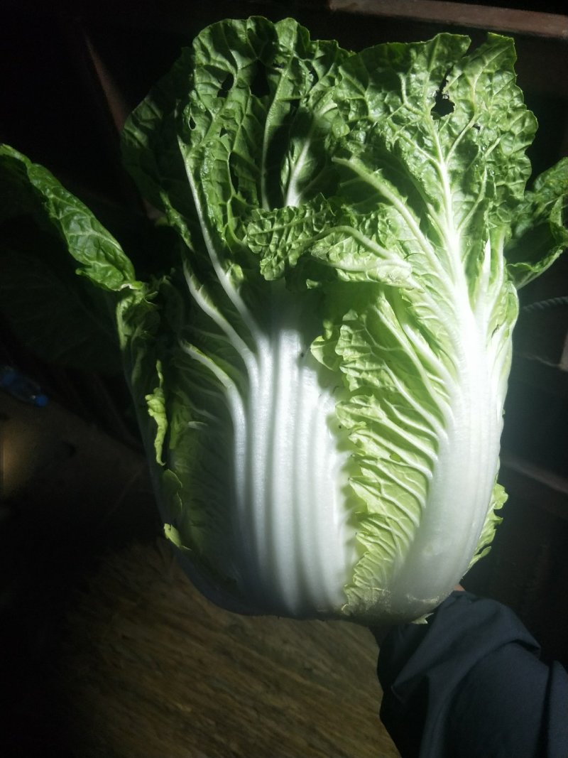 云南【精品大白菜】种植基地直发货源充足量大从优欢迎选购