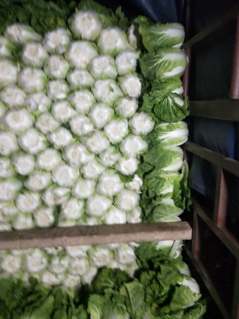 云南【精品大白菜】种植基地直发货源充足量大从优欢迎选购