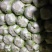 云南【精品大白菜】种植基地直发货源充足量大从优欢迎选购