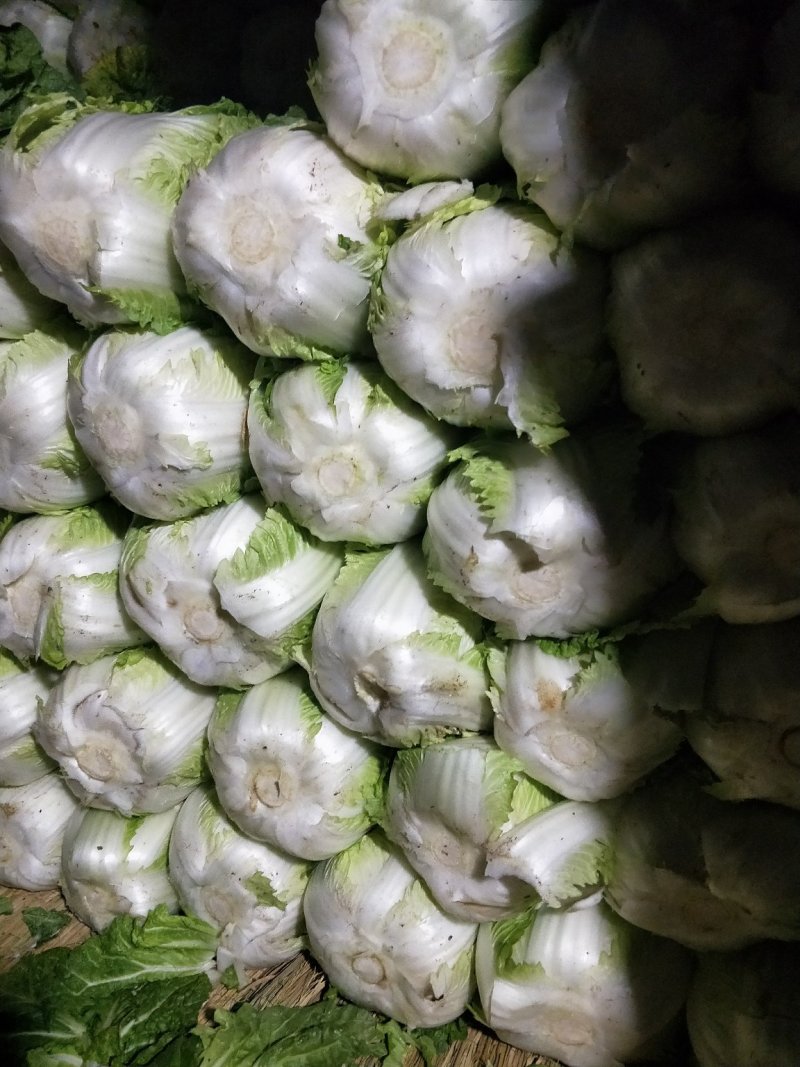 云南【精品大白菜】种植基地直发货源充足量大从优欢迎选购