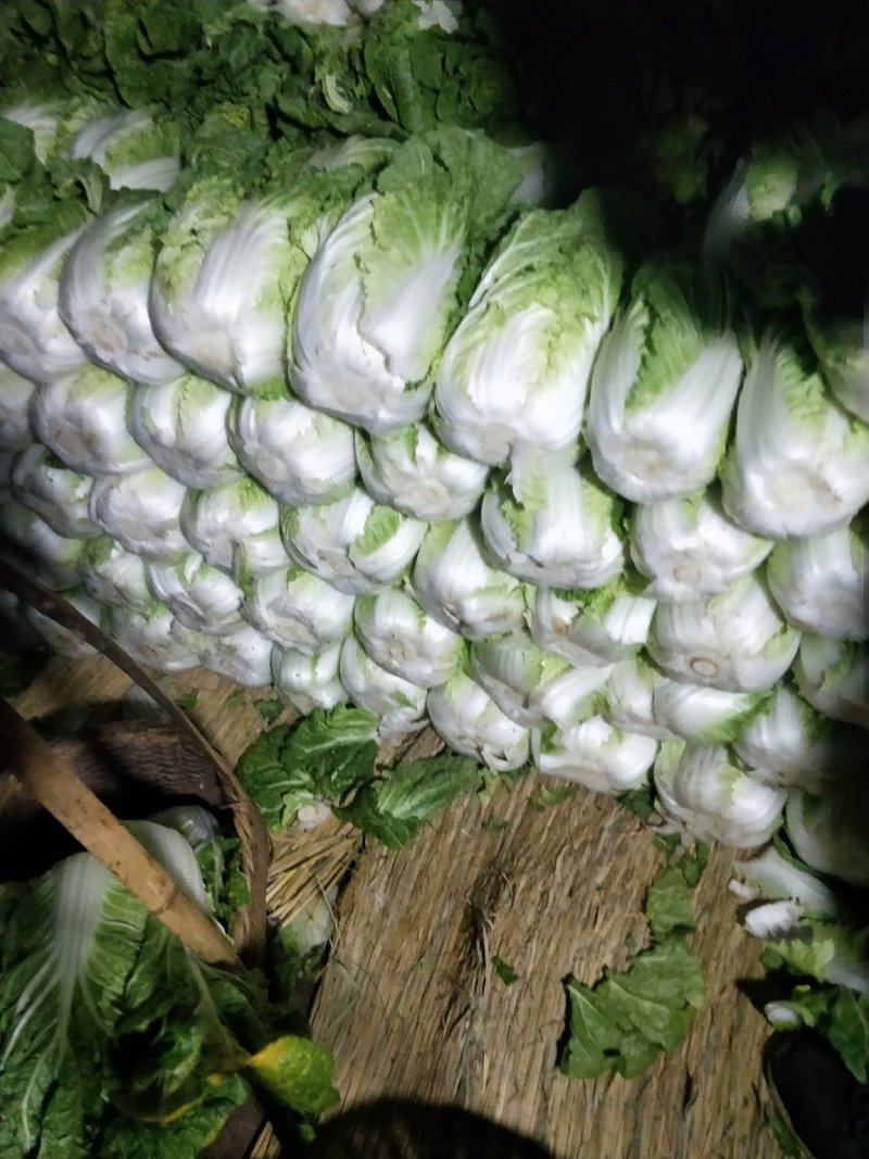 云南【精品大白菜】种植基地直发货源充足量大从优欢迎选购