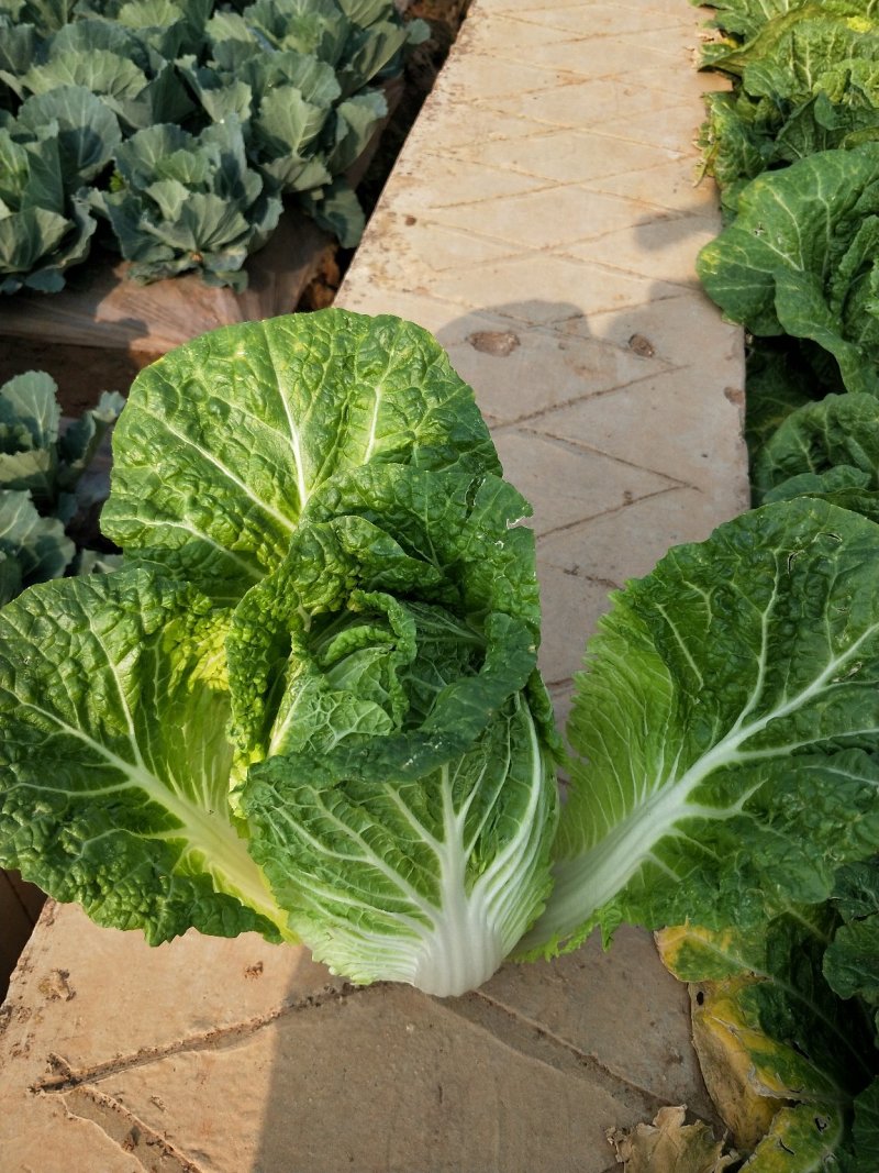 云南【精品大白菜】种植基地直发货源充足量大从优欢迎选购