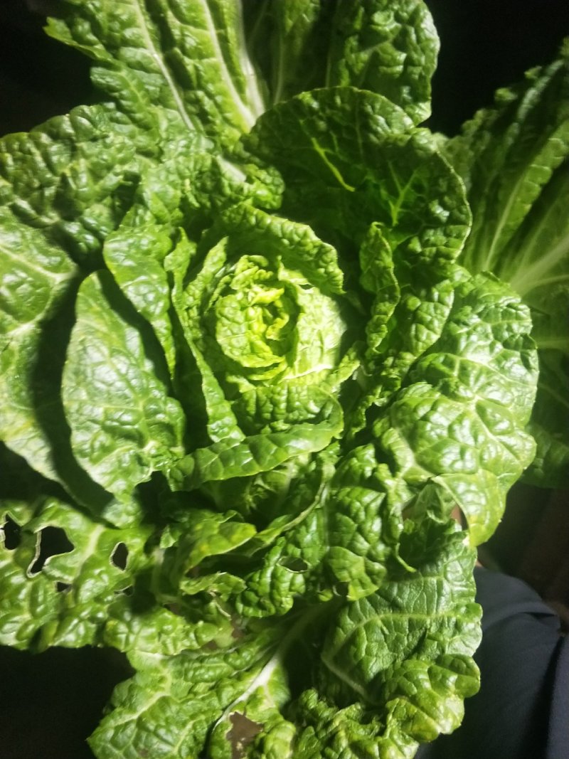 云南【精品大白菜】种植基地直发货源充足量大从优欢迎选购
