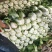 云南【精品大白菜】种植基地直发货源充足量大从优欢迎选购