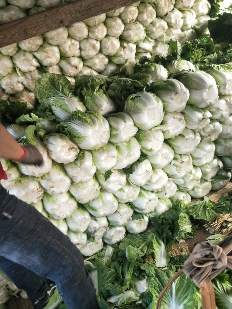 云南【精品大白菜】种植基地直发货源充足量大从优欢迎选购
