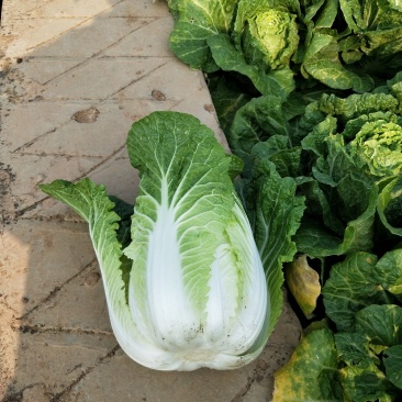 云南【精品大白菜】种植基地直发货源充足量大从优欢迎选购