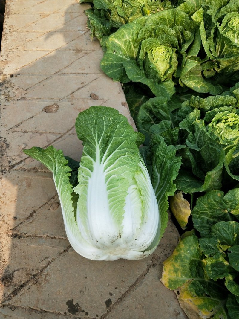 云南【精品大白菜】种植基地直发货源充足量大从优欢迎选购