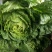 云南【精品大白菜】种植基地直发货源充足量大从优欢迎选购