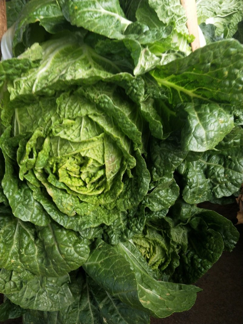 云南【精品大白菜】种植基地直发货源充足量大从优欢迎选购