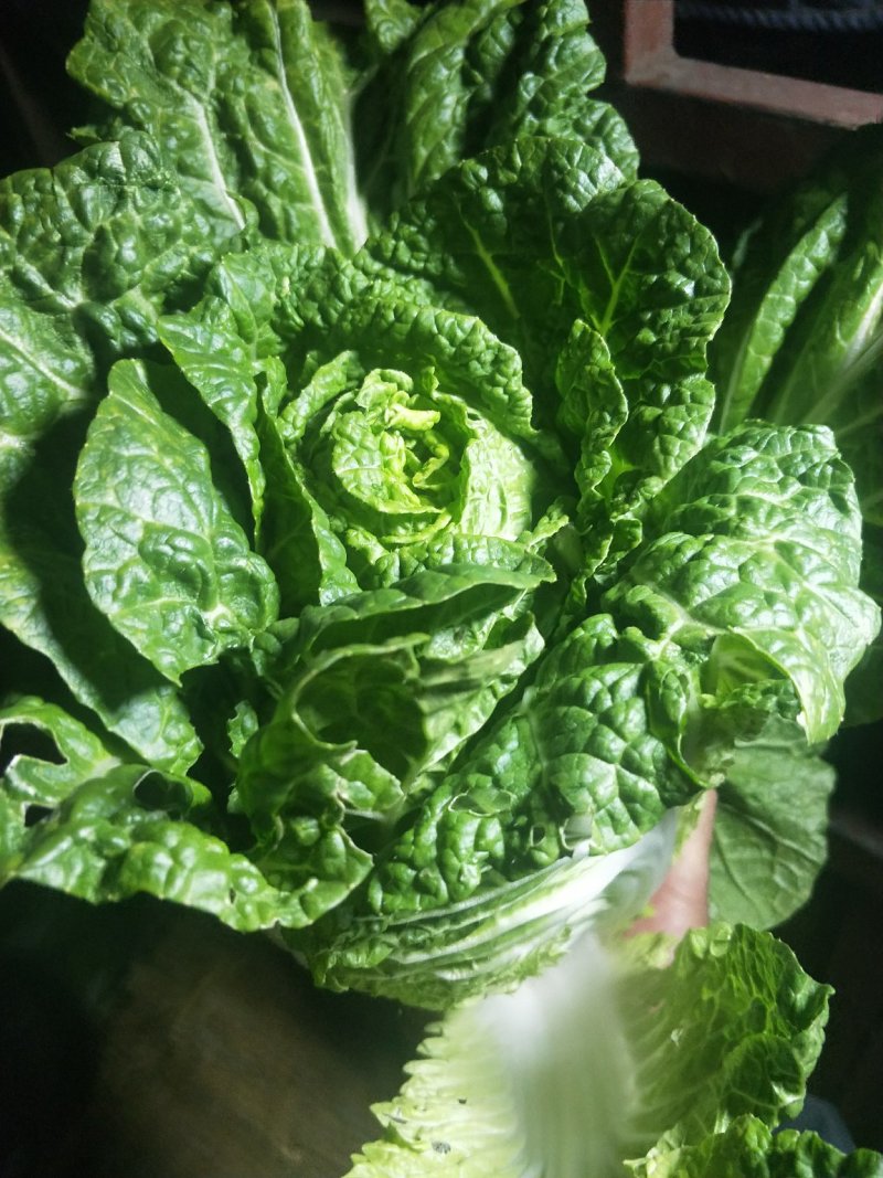 云南【精品大白菜】种植基地直发货源充足量大从优欢迎选购