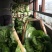 云南【精品大白菜】种植基地直发货源充足量大从优欢迎选购