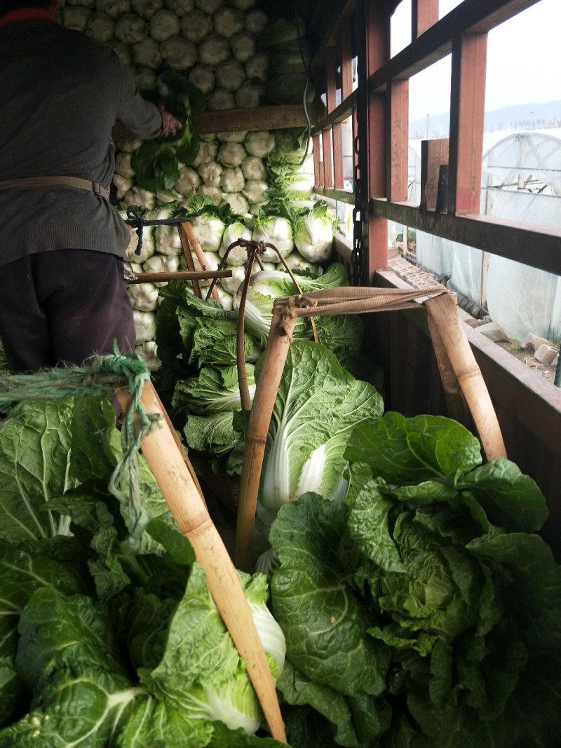 云南【精品大白菜】种植基地直发货源充足量大从优欢迎选购
