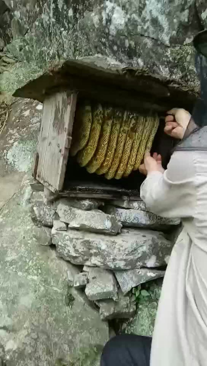 桂林瑶山土蜂蜜，瑶山自然特产