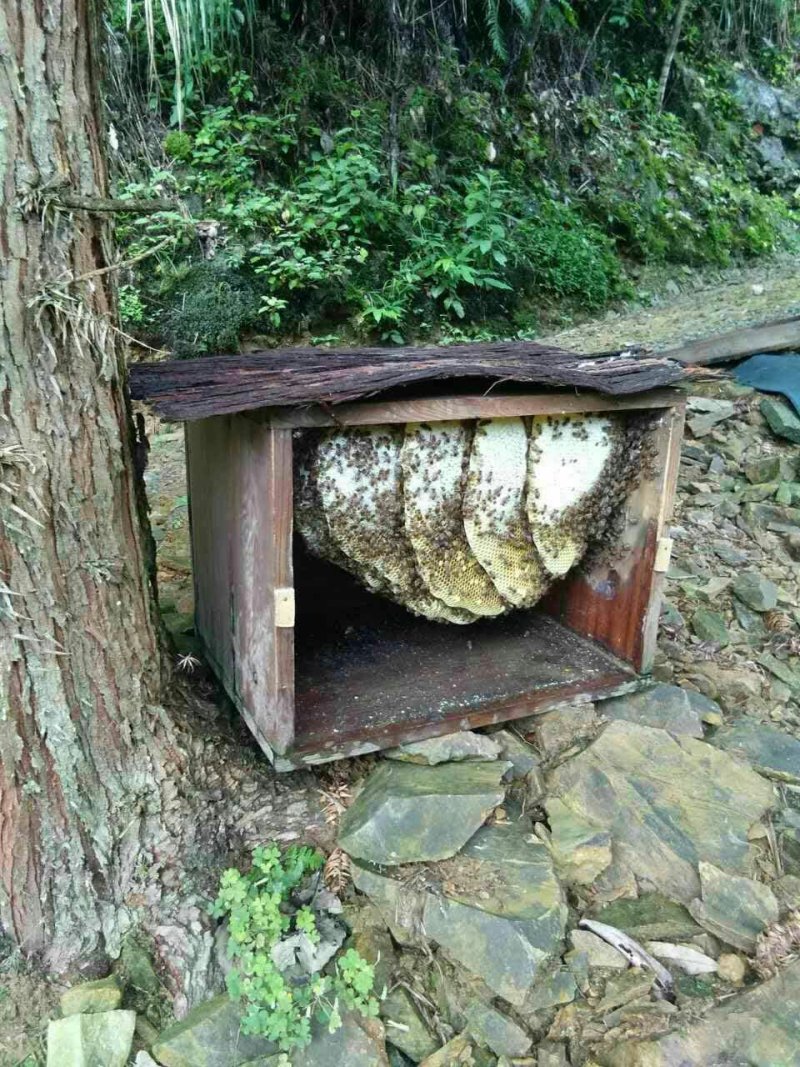 桂林瑶山土蜂蜜，瑶山自然特产