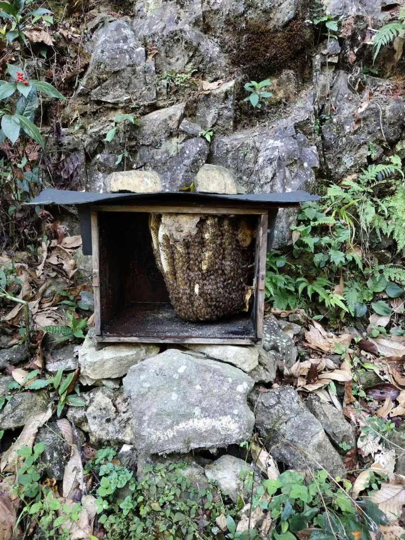 桂林瑶山土蜂蜜，瑶山自然特产