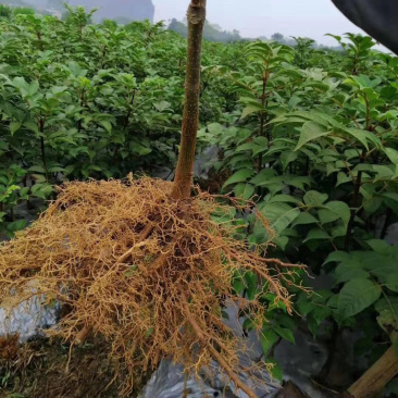 吴茱萸
