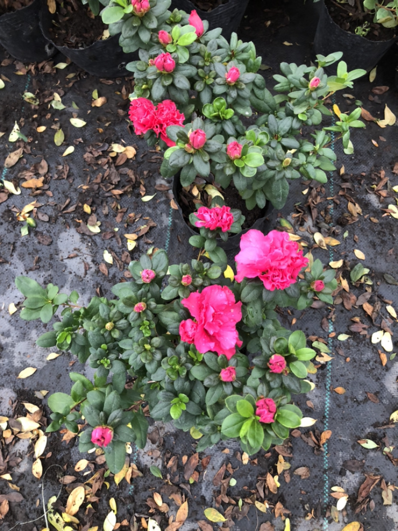 鸭脚木.西洋鹃.木春菊