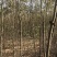【精选】榉树红榉树清地处理榉树基地量大从优