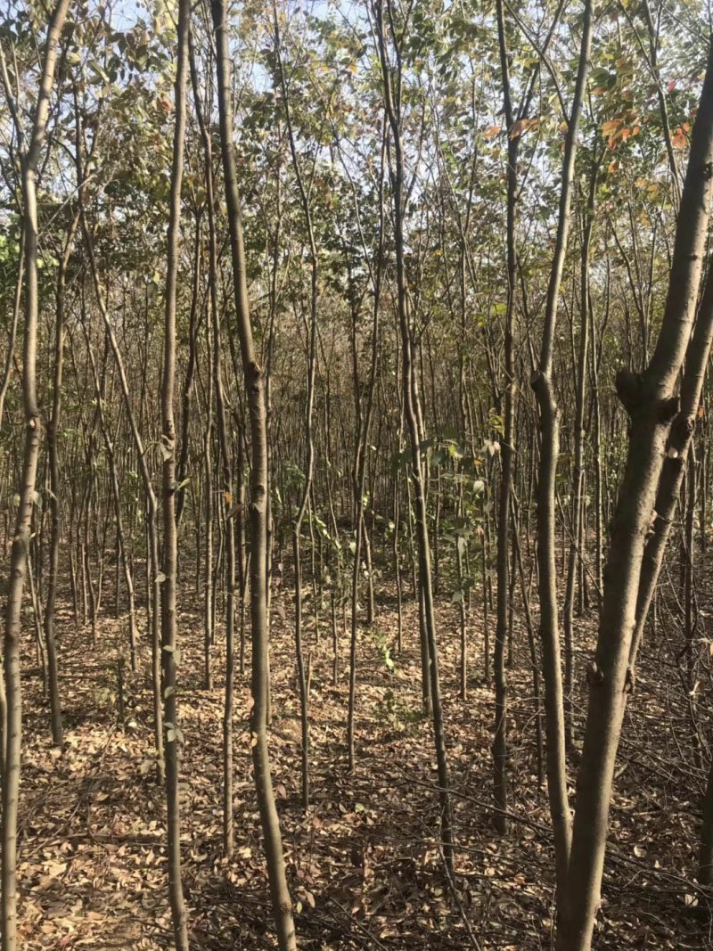 【精选】榉树红榉树清地处理榉树基地量大从优