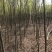 【精选】榉树红榉树清地处理榉树基地量大从优
