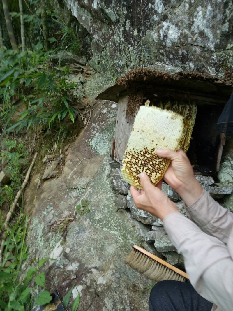 桂林瑶山土蜂蜜，瑶山自然特产