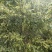 桂林瑶山土蜂蜜，瑶山自然特产