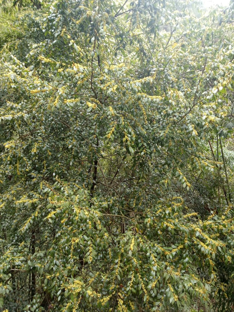 桂林瑶山土蜂蜜，瑶山自然特产