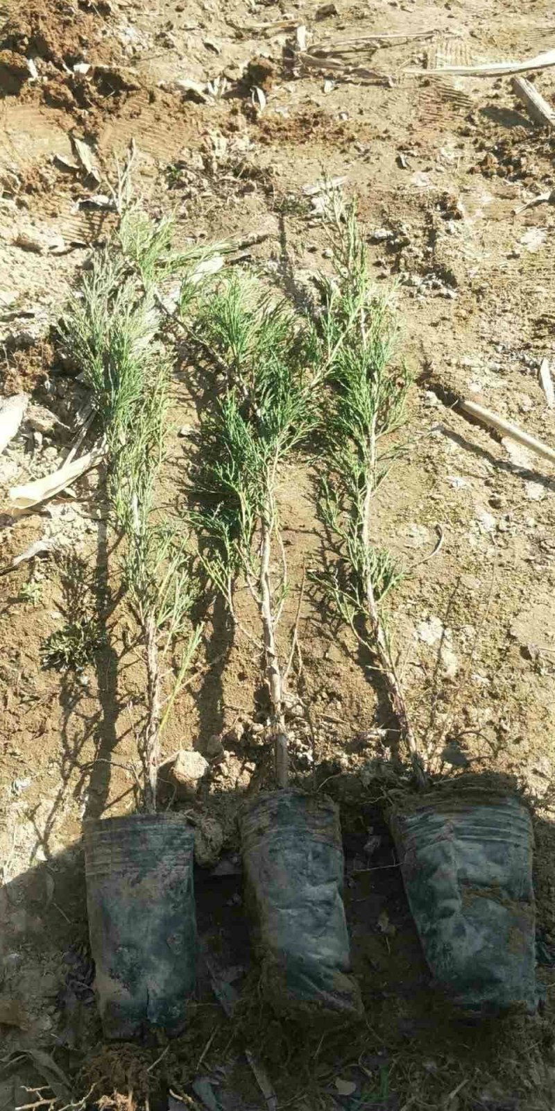 大量便宜供应各种规格的沙地柏