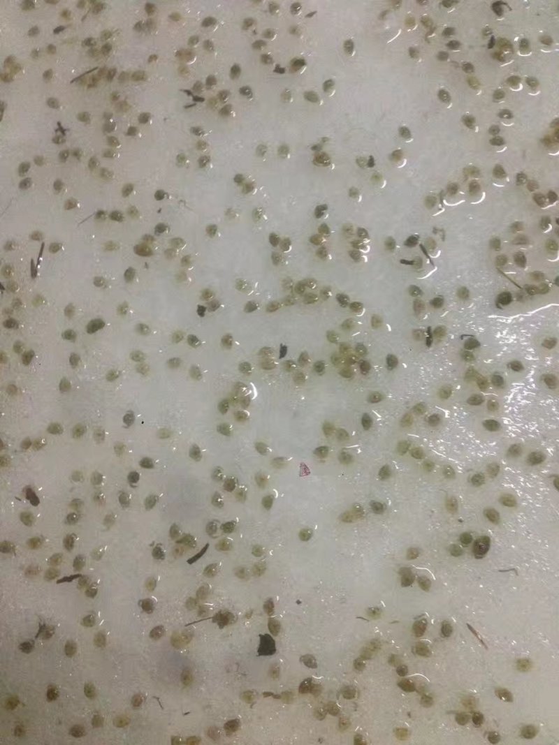 蟹苗