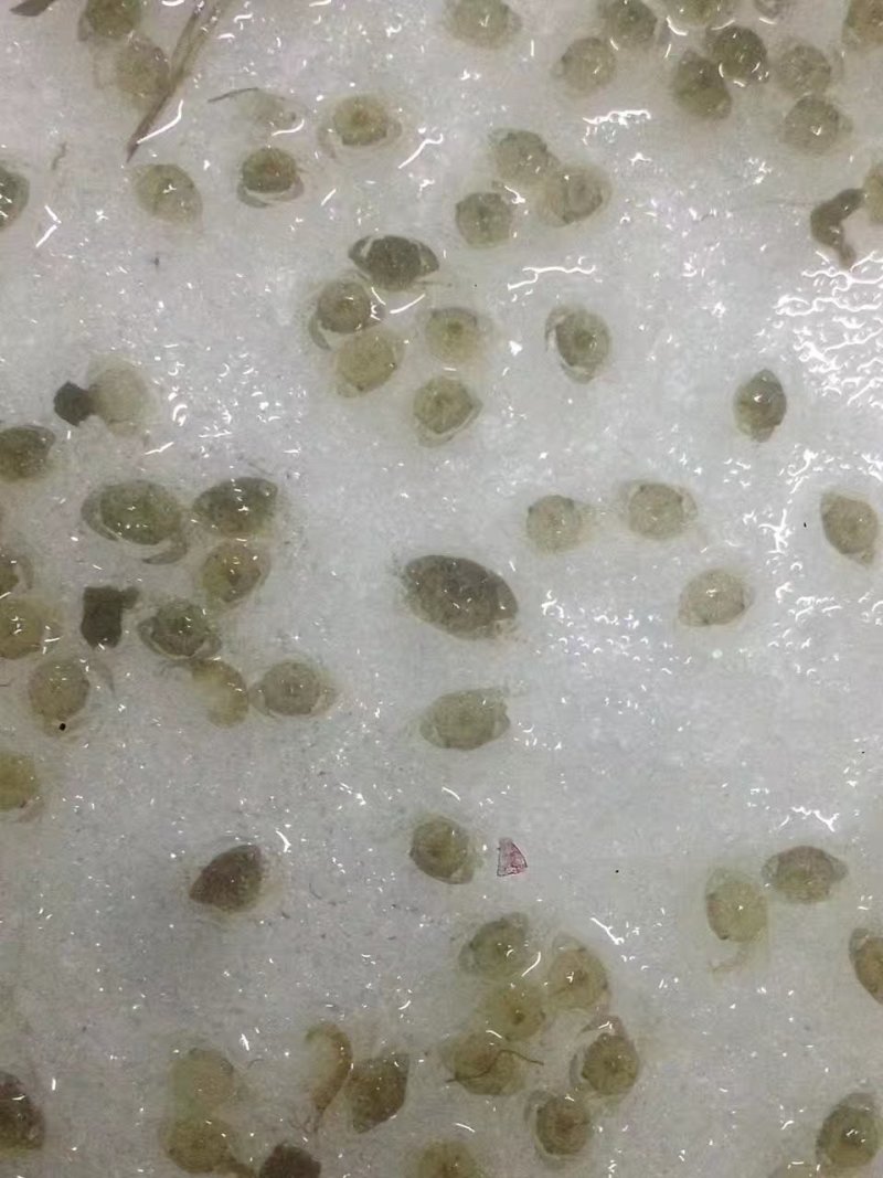 蟹苗