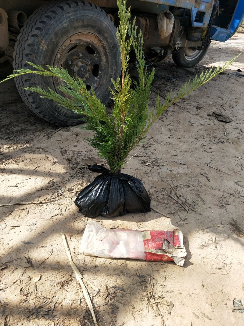大量便宜供应各种规格的沙地柏